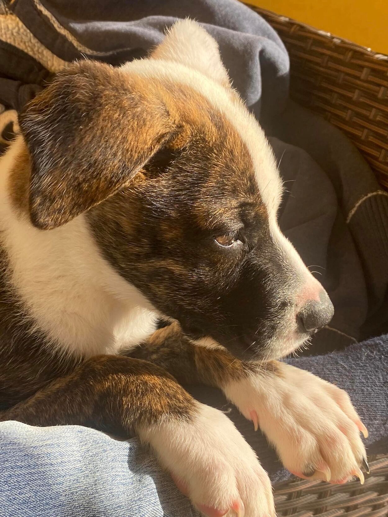 Detailangabe des Hundes DE